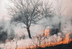 Neraka di Atas Tanah, Bahaya Mematikan Kebakaran Lahan Gambut