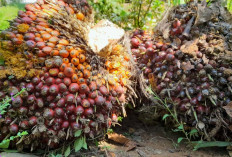 Lapak Terus Bertambah, Aksi Pencurian Sawit Semakin Marak