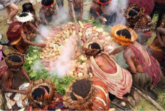  Bara Api dan Aroma Kayu, Menjelajahi Sejarah Tradisi Bakar Batu (Barapen) di Jayapura