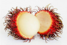 Harta Tersembunyi di Balik Kulit Rambutan, Eksplorasi Manfaat Biji Rambutan untuk Kesehatan dan Kehidupan