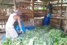 Peternak di Sido Makmur Antisipasi Krisis Pakan dengan Teknik Pengawetan Hijauan