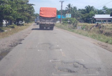 Usai Viral Jalinbar Ditanami Kelapa, Ada Tanda-tanda Segera Diperbaiki 