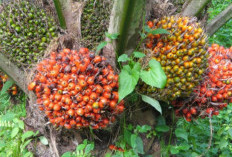 Para Petani Wajib Coba cara Ini! 5 Tips Agar Sawit Berbuah Lebat Tanpa di Pupuk