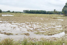 Petani DI Manjuto Kiri Kecamatan Lubuk Pinang Mulai Kebut Turun Sawah
