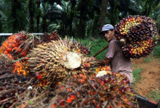 Apa Itu Kelapa Sawit? Manfaat dan Tantangannya 