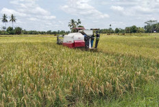 Petani DI Manjuto Kanan Mulai Panen 