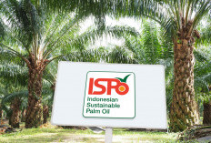  Sertifikasi ISPO 2025: Apakah Petani Sawit Siap Naik Kelas?