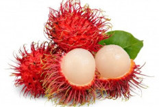 Waspada 2 Kelompok Orang Ini TIdak Boleh Makan Rambutan ,Siapa Saja?