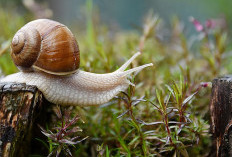 Simak! Ternyata Ini Alasan Siput Selalu Membawa Rumah di Punggungnya