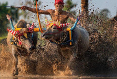 Jelajah Festival Karapan Sapi Madura: Memacu Adrenalin dan Menikmati Kelezatan Sate Madura di Pulau Garam   ﻿