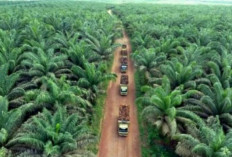 Sawit dan Diplomasi Ekonomi: Bagaimana Komoditas Ini Menjadi Alat Negosiasi Internasional  