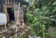 Miris, Akibat Longsor Satu Rumah Warga Miskin di Desa Arah Tiga Nyaris Terjun Ke Sungai
