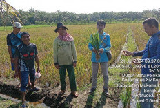 Puluhan Hektar Padi Terserang Penyakit Blas Dan HBD