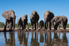 Menjelajahi Dunia Gajah: Makhluk Cerdas dan Penjaga Penting Keseimbangan Ekosistem