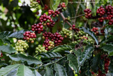 Emas Hitam di Kebunmu! Tips Jitu Bertani Kopi Agar Panen Menggunung, Kualitas Premium, Harga Tinggi!