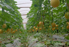 Petik Melon Gratis di Desa Banjar Sari 