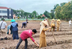 Dicari, Lahan Pertanian untuk Ditanami Jagung 