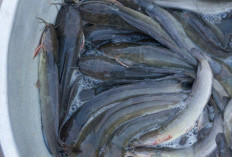 Cara Menghilangkan Lendir dan Aroma Tak Sedap Pada Ikan Lele Tanpa  Jeruk Nipis lele Jadi Bersih,  Cukup 2 Bah
