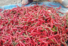 Stok Melimpah, Harga Cabai Merah Terjun Bebas 