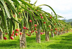 Raja Buah Merah, Panduan Lengkap Budidaya Buah Naga yang Menguntungkan