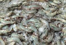 Efek Dari  Kotoran Putih Pada Budidaya Udang Bisa Rugi 70% Begini Cara Mengatasinya