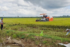 Dinas Pertanian Dorong Petani Gunakan Pupuk Organik 