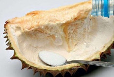 Mitos Atau Fakta? 5 Manfaat Minum Air Kulit durian Setelah makan durian