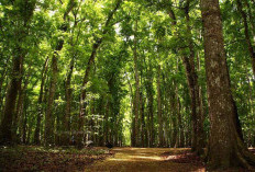 Pencari Air di Hutan Mengungkap Tanaman Ajaib Penghasil Air