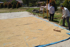 Harga Gabah Tembus Rp 7 Ribu per kg