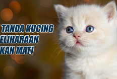 4 Tanda Kucing Peliharaan Akan Mati yang Sering Diabaikan