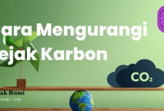 5 Langkah Praktis untuk Mengurangi Jejak Karbon Pribadi Anda