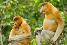 Bekantan Si Hidung Belalai dari Kalimantan