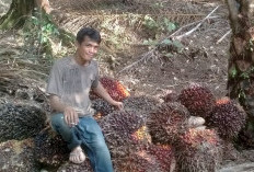 Jangan Salah, Ini Kemenangan Petani Membeli Bibit Sawit Mahal dan Unggul