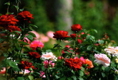 Menanam Mawar di Rumah: Panduan Praktis untuk Kebun Mawar yang Mempesona!