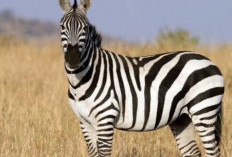 Zebra Si Cantik Bergaris yang Penuh Misteri