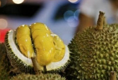 Negara-negara Penghasil Buah Durian Terbaik: Kelezatan Durian dari Berbagai Penjuru Dunia