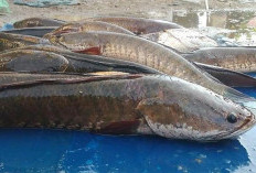 Ikan Gabus, Ikan Air Tawar dengan kandungan gizi terbaik, dan Mudah Cara Budidayanya