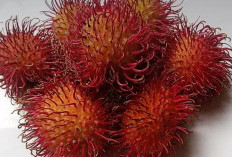 Rahasia Sehat dari Rambutan: 13 Penyakit Ini Bisa Dicegah dan Diatasi dengan Buah Tropis