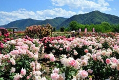 Mawar untuk Kecantikan Alami: Rahasia Kulit Glowing dan Rambut Sehat Warisan Nenek Moyang!