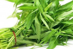 Anti Layu! Ini 3 Cara Ampuh Simpan Kangkung agar Tetap Segar Berhari-hari
