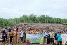 Terlambat Star, Pemdes Mundam Marap Mulai Tanam Jagung Program Sadesahe