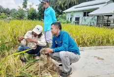 Petani Mukomuko Terus Kembangkan Padi Organik