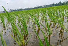 Baru Terngkap Rahasianya Untuk Apa Penggenangan Air di Sawah Dalam Budidaya Padi