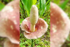 Bunga Porang Muncul di Pekarangan Warga Sido Makmur, Warga Sempat Mengira Suweg