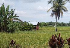 Kerap Hilang Barang di Pondok Sawah, Petani Diminta Waspada 