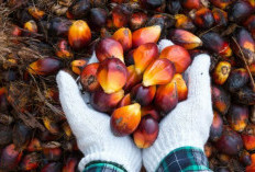Sawit, Dari Perkebunan ke Energi Masa Depan – Tantangan dan Peluang di Era Transisi Energi