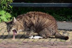 Kucing Muntah dan Anda Bingung? Inilah Cara Menangani Situasi Darurat dengan Pertolongan Pertama yang Efektif