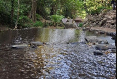 Dlundung Pesona Tersembunyi di Hutan Trawas Mojokerto