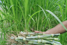 Cara Efektif Meningkatkan Produksi Susu Sapi Hingga 5 Liter Setiap Hari Dengan Pemberian Rumput Ini