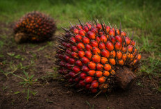 Produk Turunan Sawit yang Perlu Diketahui: Dari Dapur Sampai  Pasta Gigi